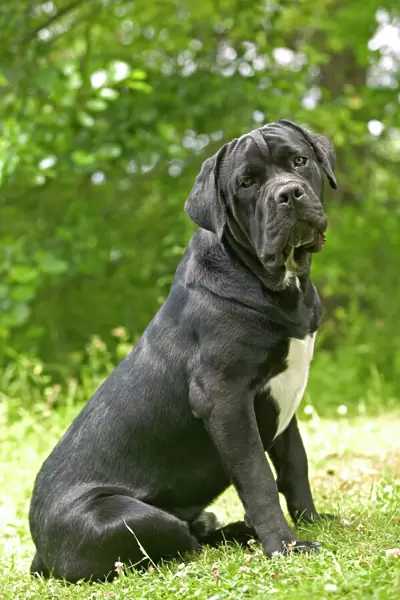 DOG - Cane Corso  /  Italian Mastiff