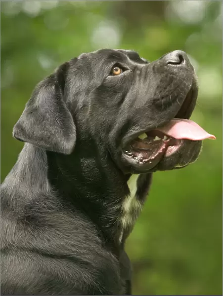 DOG - Cane Corso  /  Italian Mastiff