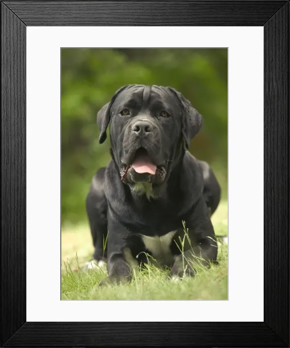 Framed Print : DOG - Cane Corso / Italian Mastiff Framed Print : DOG - Cane Corso / Italian Mastiff