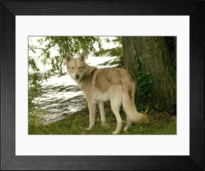 Framed Print : Saarloos Wolfhound