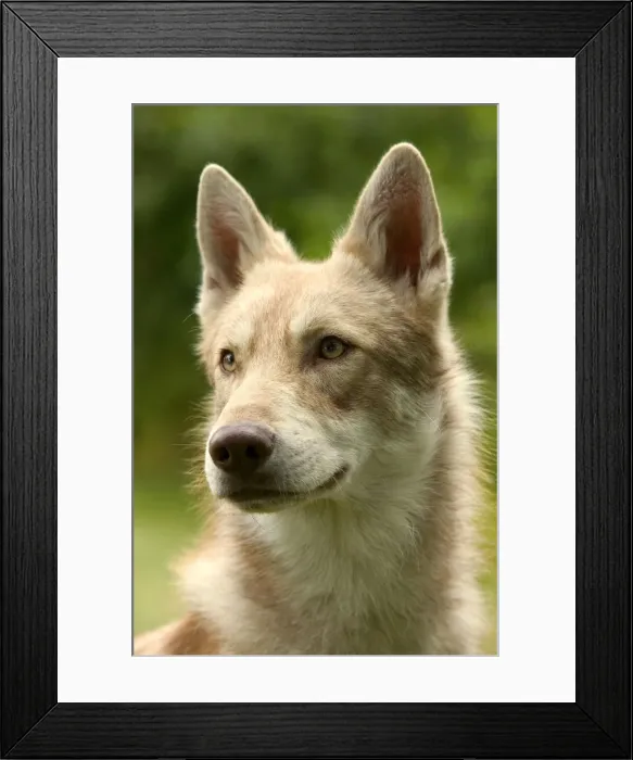 Framed Print : Saarloos Wolfhound Framed Print : Saarloos Wolfhound