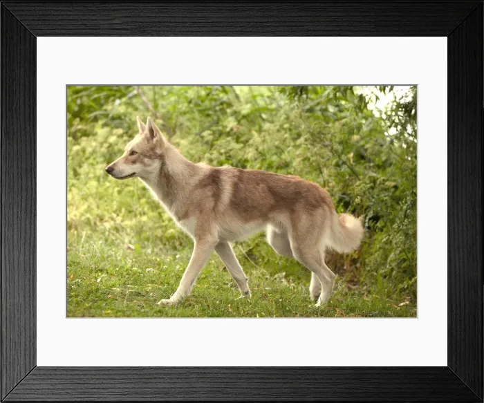 Framed Print : Dog - Saarloos Wolfhound Framed Print : Dog - Saarloos Wolfhound