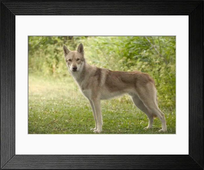 Framed Print : Dog - Saarloos Wolfhound Framed Print : Dog - Saarloos Wolfhound
