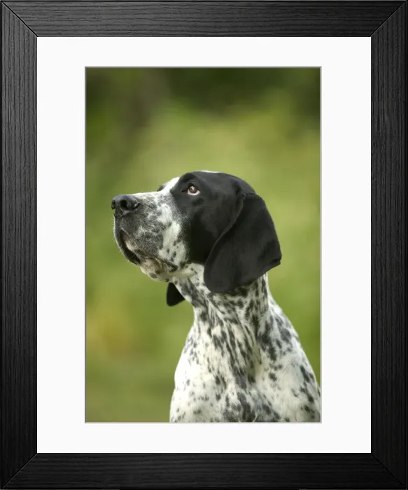Framed Print : Dog - Auvergne Pointer / Braque d'Auvergne Framed Print : Dog - Auvergne Pointer / Braque d'Auvergne