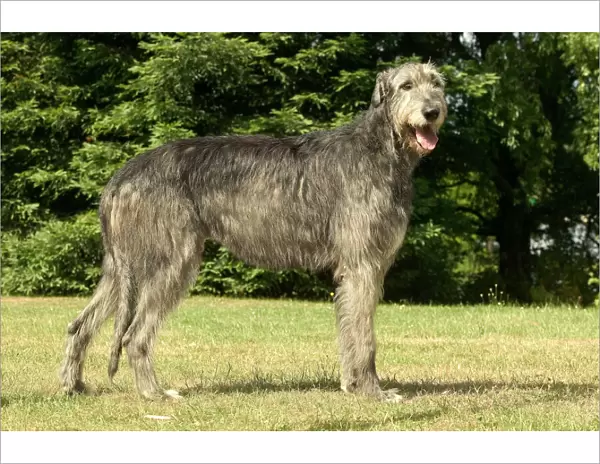Dog - Irish wolfhound