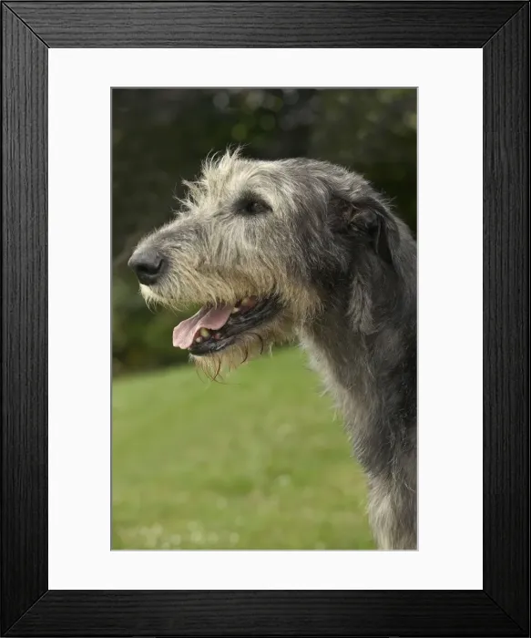 Framed Print : Dog - Irish wolfhound, close-up of head Framed Print : Dog - Irish wolfhound, close-up of head