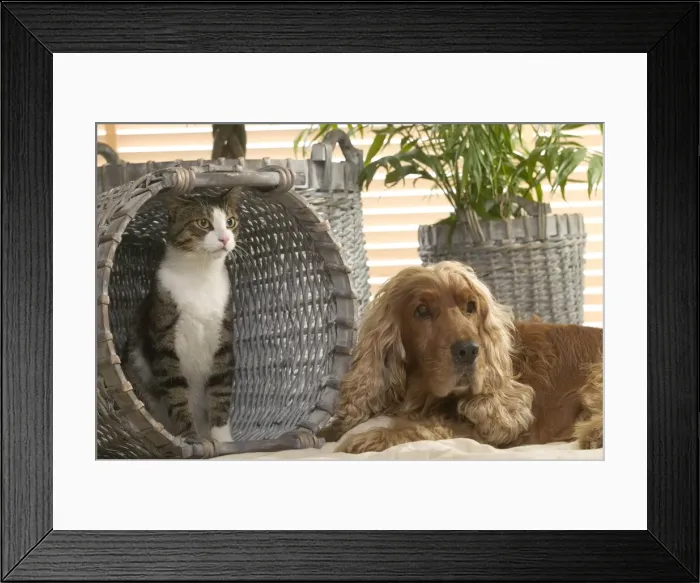 Framed Print : Dog - Cocker Spaniel & Tabby and white cat in basket Framed Print : Dog - Cocker Spaniel & Tabby and white cat in basket