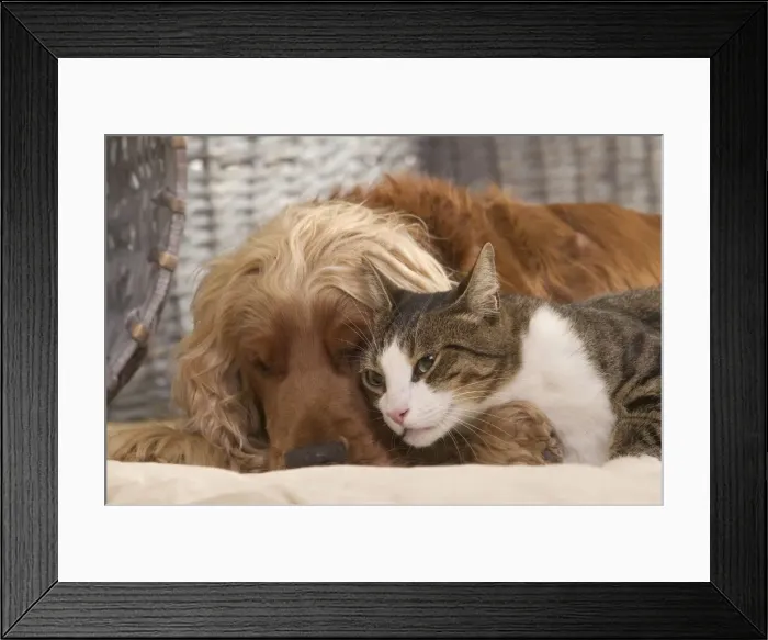 Framed Print : Dog - Cocker Spaniel & Tabby and white cat resting Framed Print : Dog - Cocker Spaniel & Tabby and white cat resting