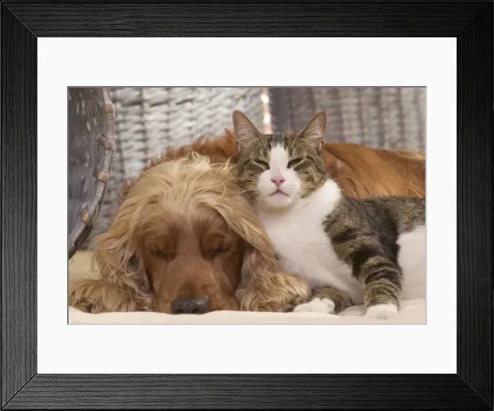 Framed Print : Dog - Cocker Spaniel & Tabby and white cat resting