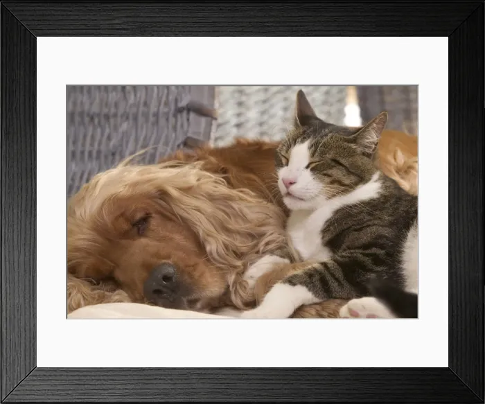 Framed Print : Dog - Cocker Spaniel & Tabby and white cat resting Framed Print : Dog - Cocker Spaniel & Tabby and white cat resting