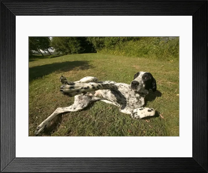 Framed Print : Dog - Auvergne Pointer / Braque d'Auvergne Framed Print : Dog - Auvergne Pointer / Braque d'Auvergne