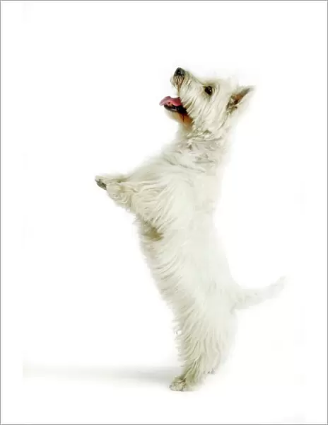 Dog - West Highland White Terrier on hind legs