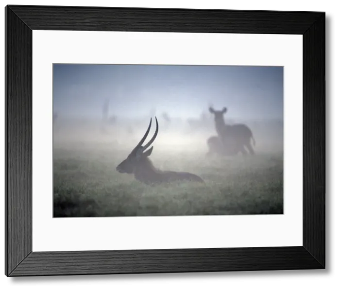 Framed Print : Waterbuck - resting, with dawn mist Framed Print : Waterbuck - resting, with dawn mist