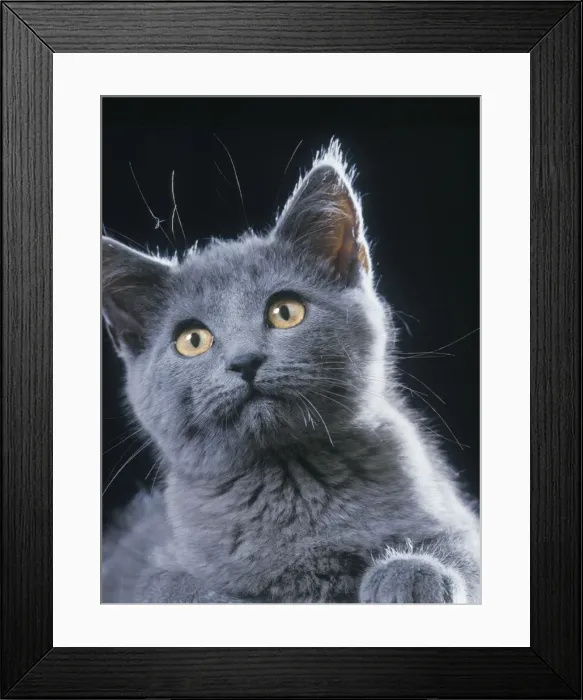 Framed Print : Chartreux CAT Framed Print : Chartreux CAT