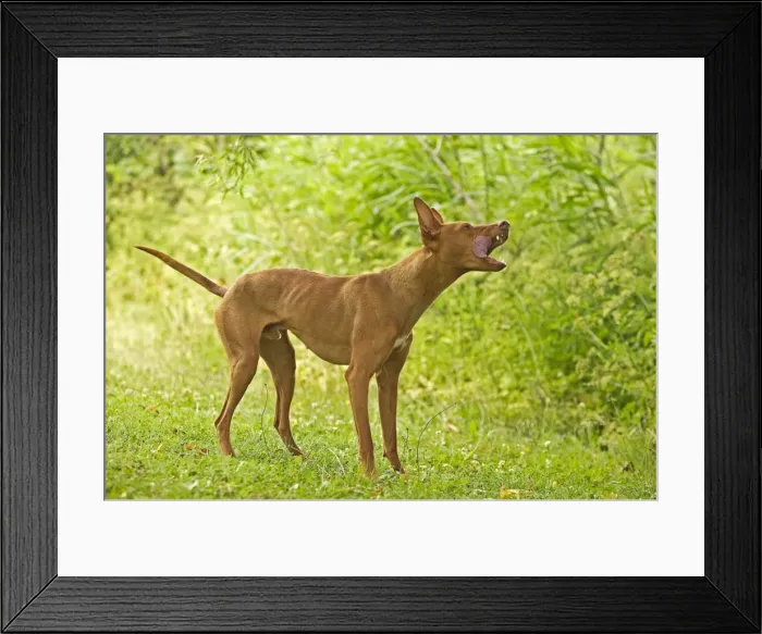 Framed Print : Dog - Cinerco dell'Etna / Sicilian Greyhound Framed Print : Dog - Cinerco dell'Etna / Sicilian Greyhound
