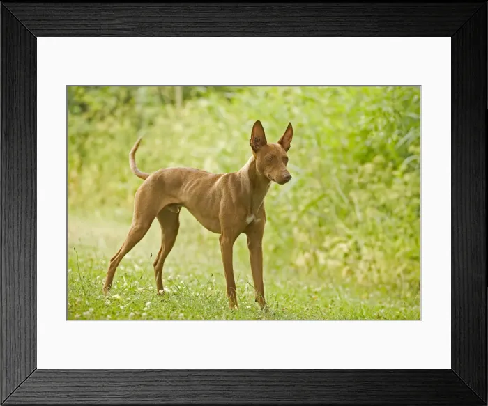 Framed Print : Dog - Cinerco dell'Etna / Sicilian Greyhound Framed Print : Dog - Cinerco dell'Etna / Sicilian Greyhound