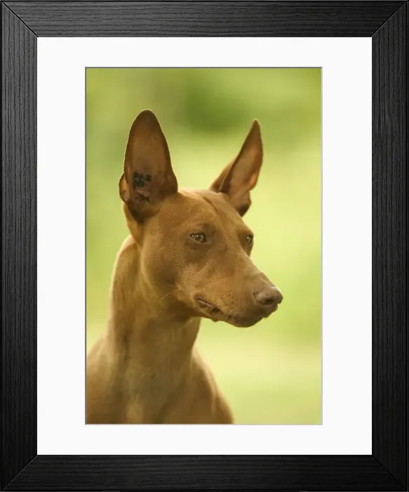Framed Print : Dog - Cinerco dell'Etna / Sicilian Greyhound Framed Print : Dog - Cinerco dell'Etna / Sicilian Greyhound