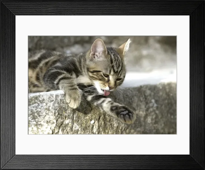 Framed Print : Cat -tabby kitten washing Framed Print : Cat -tabby kitten washing