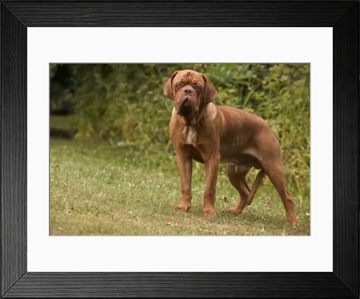 Framed Print : Dog - Dogue de Bordeaux / French Mastiff Framed Print : Dog - Dogue de Bordeaux / French Mastiff