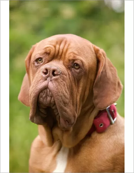 Dog - Dogue de Bordeaux  /  French Mastiff