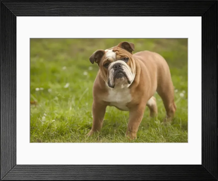 Framed Print : Dog - English Bulldog Framed Print : Dog - English Bulldog