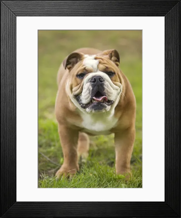 Framed Print : Dog - English Bulldog Framed Print : Dog - English Bulldog