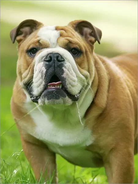 Dog - English Bulldog