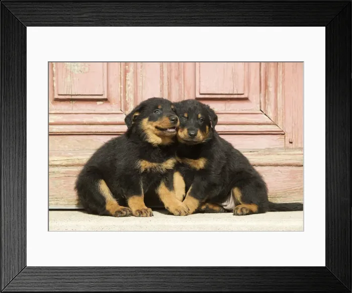 Framed Print : Dog - Beauceron / Bas Rouge / Berger de Beauce - two puppies. French Sheepdog Framed Print : Dog - Beauceron / Bas Rouge / Berger de Beauce - two puppies. French Sheepdog