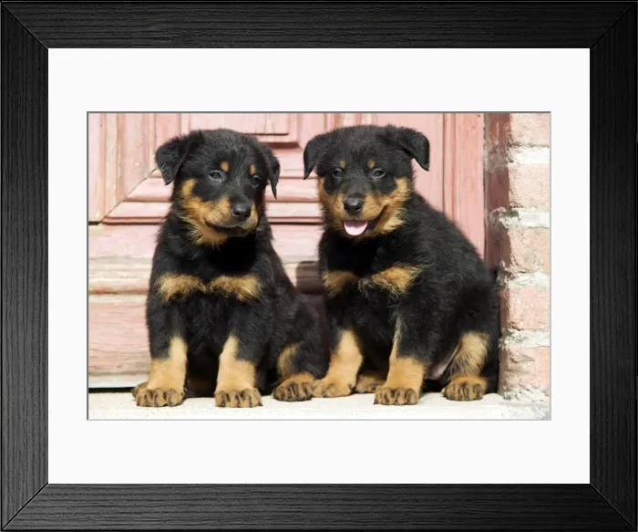 Framed Print : Dog - Beauceron / Bas Rouge / Berger de Beauce - two puppies. French Sheepdog Framed Print : Dog - Beauceron / Bas Rouge / Berger de Beauce - two puppies. French Sheepdog
