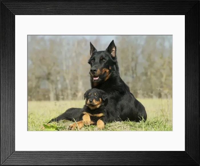 Framed Print : Dog - Beauceron / Bas Rouge / Berger de Beauce - adult and puppy. French Sheepdog Framed Print : Dog - Beauceron / Bas Rouge / Berger de Beauce - adult and puppy. French Sheepdog