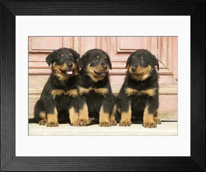 Framed Print : Dog - Beauceron / Bas Rouge / Berger de Beauce - three puppies. French Sheepdog Framed Print : Dog - Beauceron / Bas Rouge / Berger de Beauce - three puppies. French Sheepdog