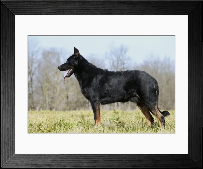 Framed Print : Dog - Beauceron / Bas Rouge / Berger de Beauce - adult. French Sheepdog Framed Print : Dog - Beauceron / Bas Rouge / Berger de Beauce - adult. French Sheepdog