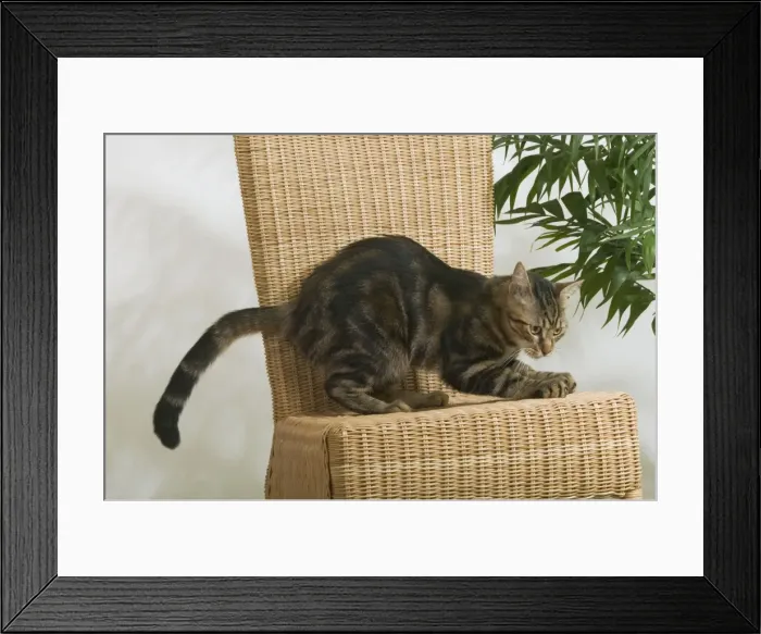 Framed Print : Tabby Cat - scratching chair Framed Print : Tabby Cat - scratching chair