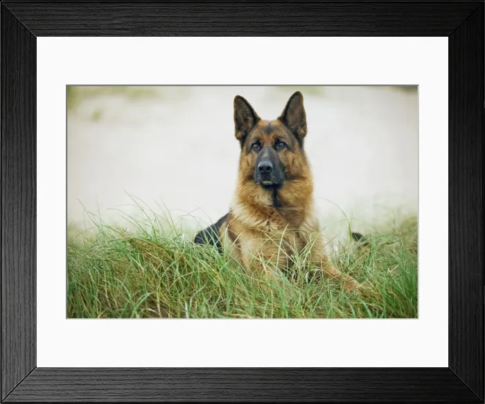 Framed Print : Dog - Alsatian  /  German Shepherd lying down