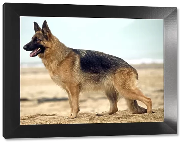 Dog - Alsatian  /  German Shepherd standing on beach