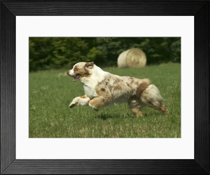 Framed Print : Dog - Australian Shepherd, running Framed Print : Dog - Australian Shepherd, running