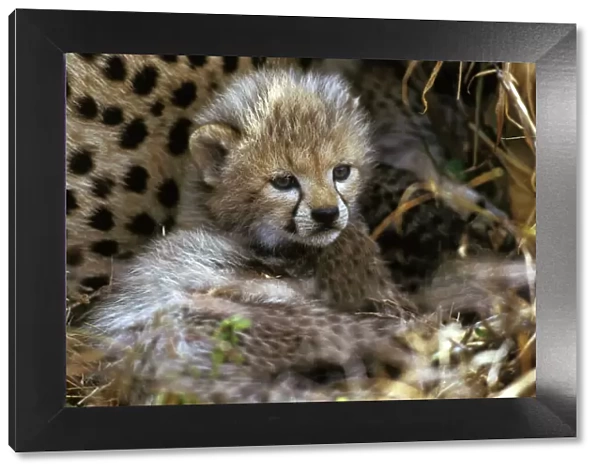 Cheetah - cub