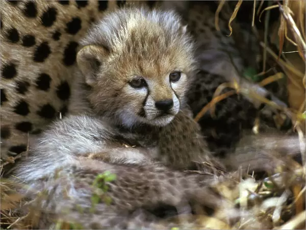 Cheetah - cub