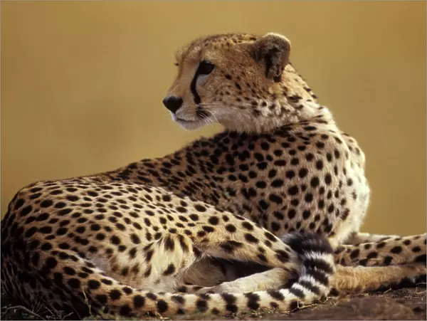Cheetah. LA-1720. Cheetah. Acinonyx jubatus