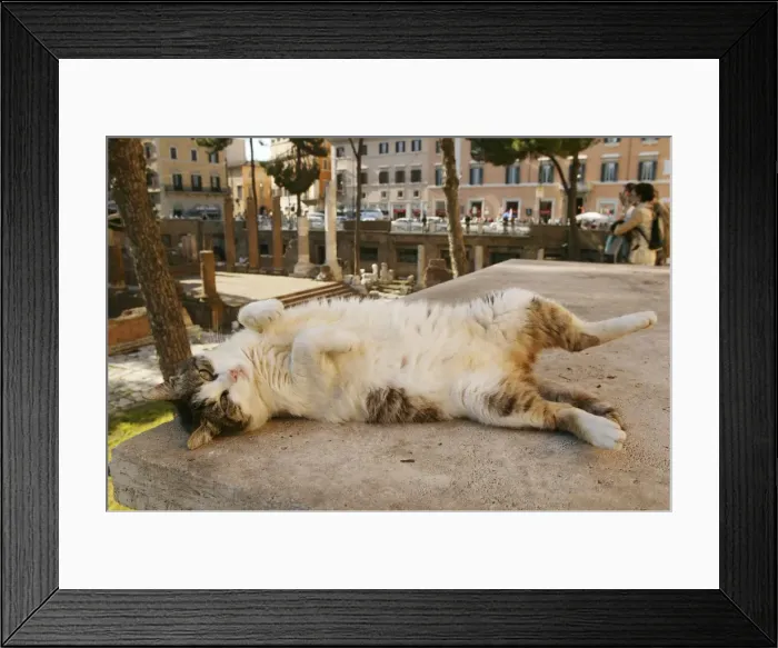 Framed Print : Cat - rolling on back Rome, Italy Framed Print : Cat - rolling on back Rome, Italy