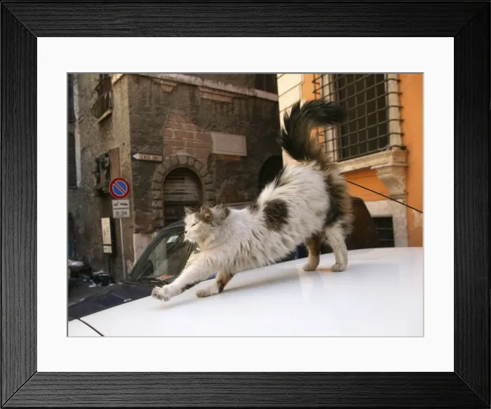 Framed Print : Cat -stretching on car bonnet Rome, Italy Framed Print : Cat -stretching on car bonnet Rome, Italy