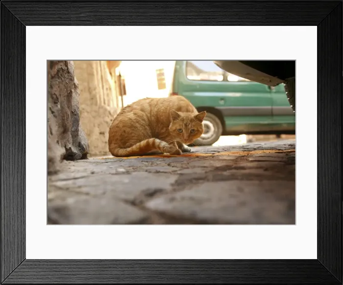 Framed Print : Ginger Cat - crouching Rome, Italy Framed Print : Ginger Cat - crouching Rome, Italy
