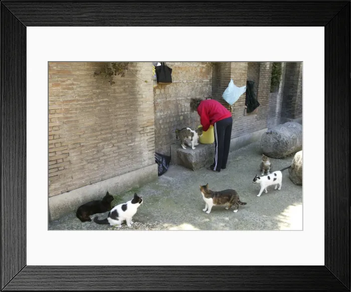 Framed Print : Cats - woman feeding stray cats in Rome Italy Framed Print : Cats - woman feeding stray cats in Rome Italy