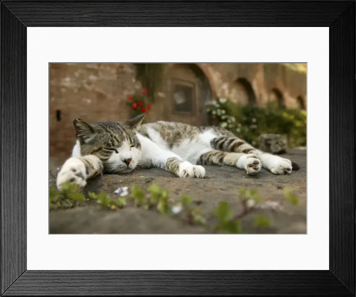 Framed Print : Cat - Tabby and White cat, sleeping Framed Print : Cat - Tabby and White cat, sleeping