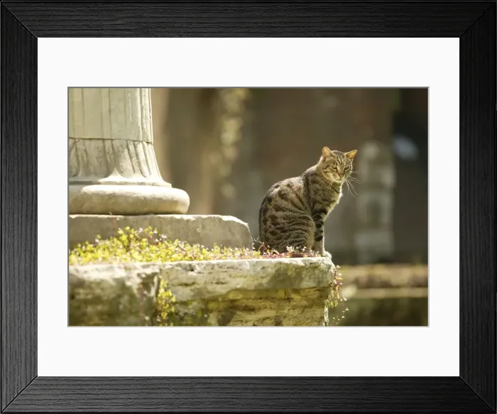 Framed Print : Tabby Cat - sitting Rome, Italy Framed Print : Tabby Cat - sitting Rome, Italy
