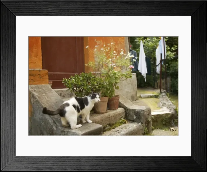 Framed Print : Grey & White Cat - by house Rome, Italy Framed Print : Grey & White Cat - by house Rome, Italy