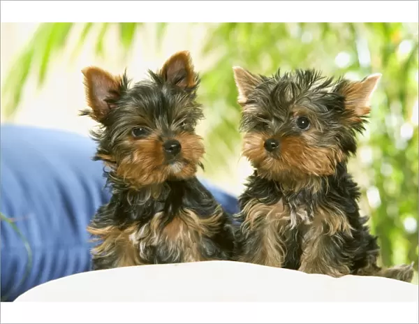 Dog - two Yorkshire Terrier puppies