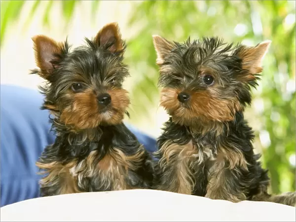 Dog - two Yorkshire Terrier puppies