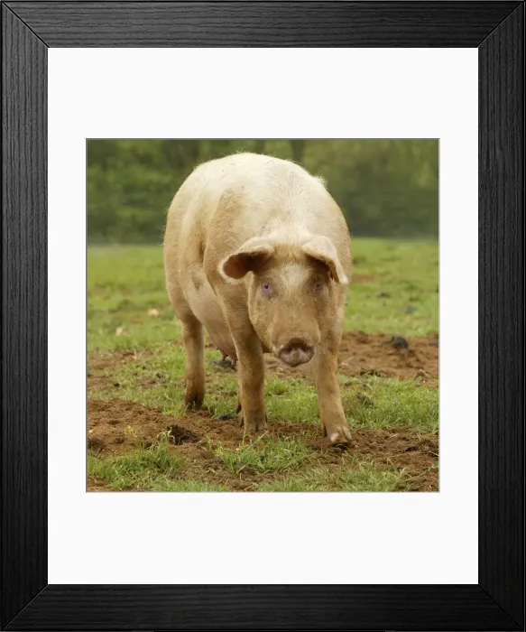 Framed Print : Large White Pig - In field Framed Print : Large White Pig - In field