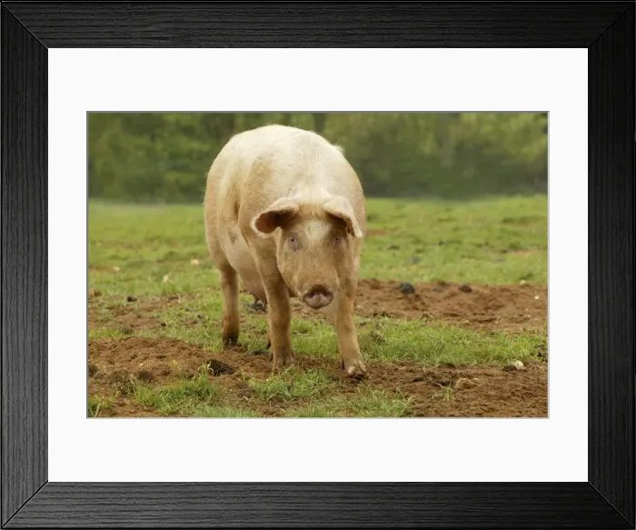 Framed Print : Large White Pig - In field Framed Print : Large White Pig - In field